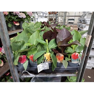 Canna Cannova gemengd
