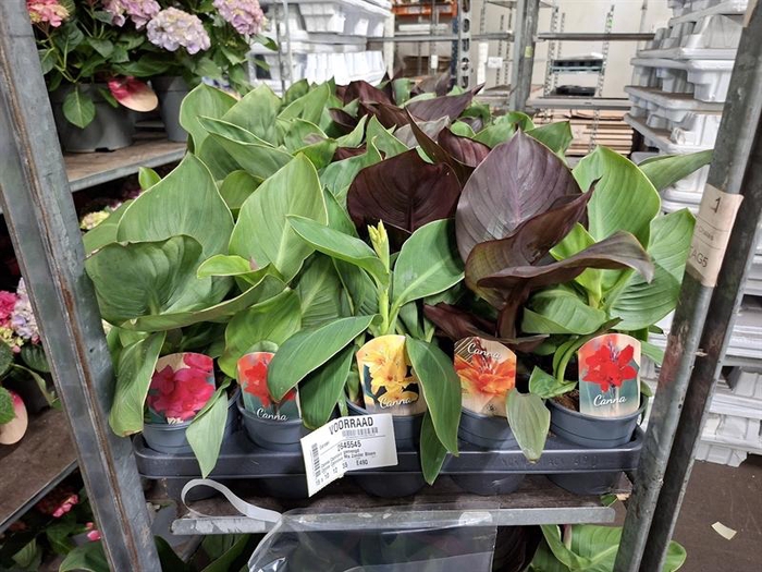 <h4>Canna Cannova gemengd</h4>
