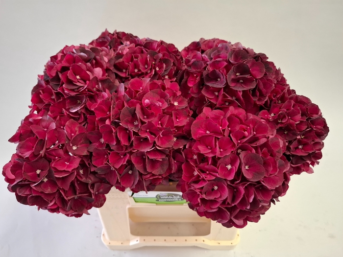 <h4>HYDR M MAG DARK RUBY</h4>