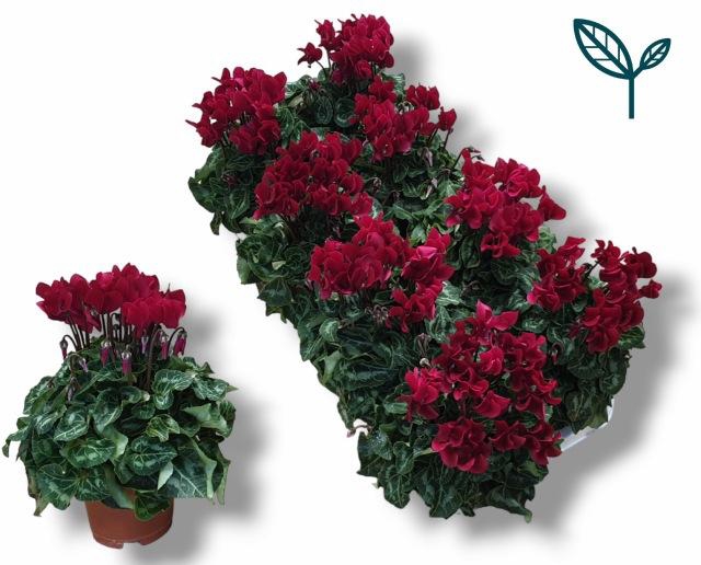 <h4>CYCL KL SUP COMPACT</h4>