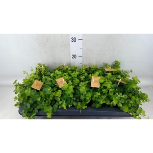 Peperomia rotundifolia