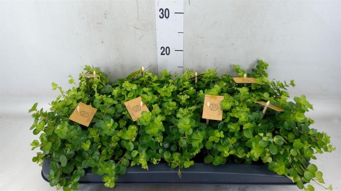 <h4>Peperomia rotundifolia</h4>