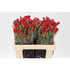 Di Te Solomio Symply Love