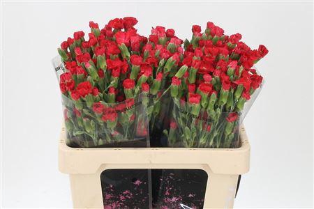 <h4>Di Te Solomio Symply Love</h4>