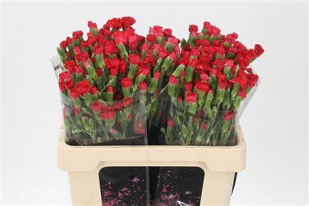 <h4>Di Te Solomio Symply Love</h4>