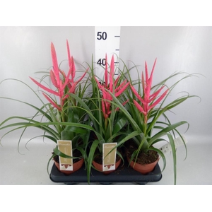 Tillandsia