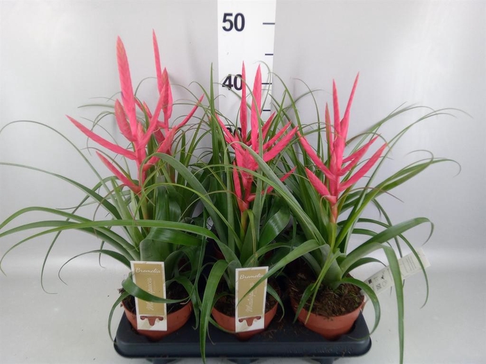 <h4>Tillandsia</h4>