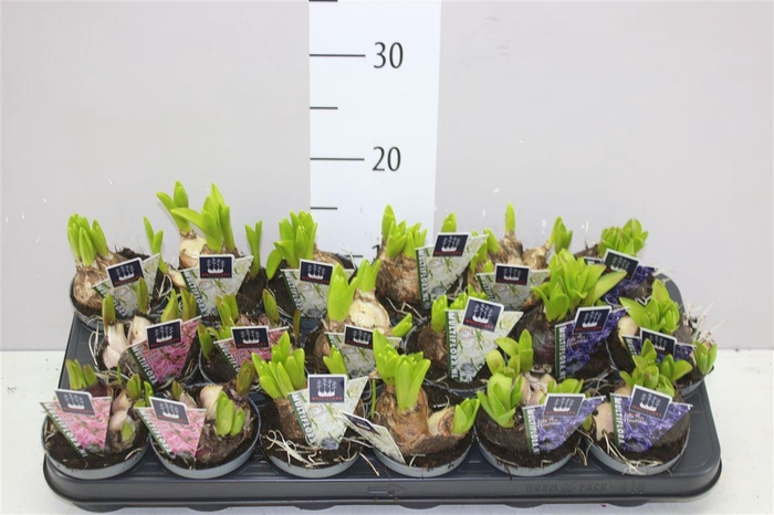 <h4>Hyacinthus Multiflora Gemengd</h4>