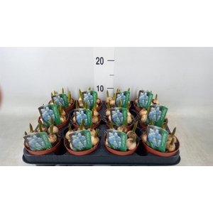 Muscari  'Magic Blue'