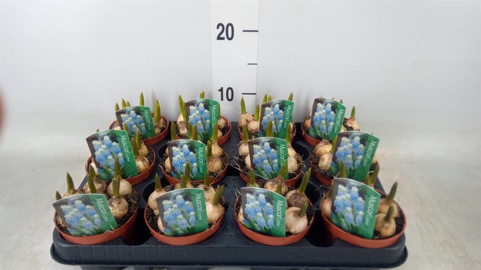 <h4>Muscari  'Magic Blue'</h4>