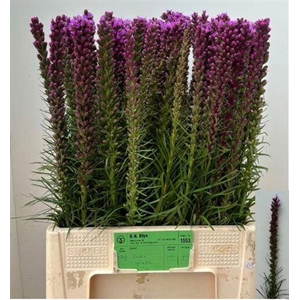 Liatris Spicata