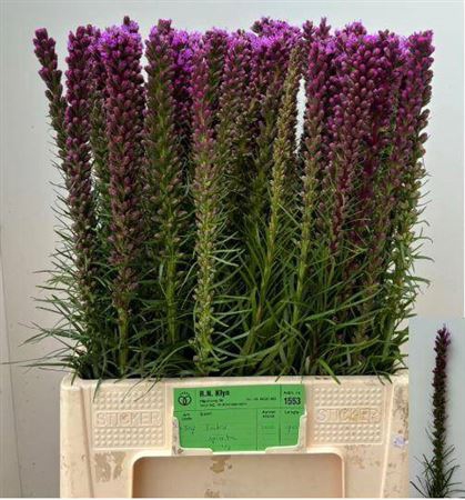 <h4>Liatris Spicata</h4>