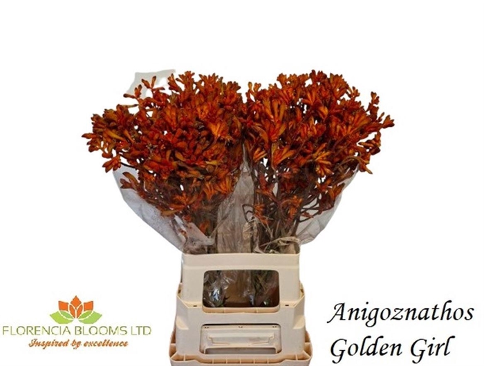 <h4>ANIGOZ GOLDEN GIRL</h4>