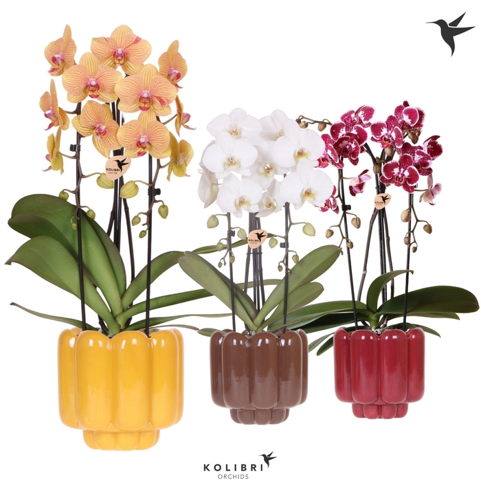 <h4>Kolibri Orchids Phalaenopsis Cascade Niagara Fall mix 2 spike in Retro pot yellow mix</h4>
