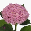 Hydrangea mag revolution pink