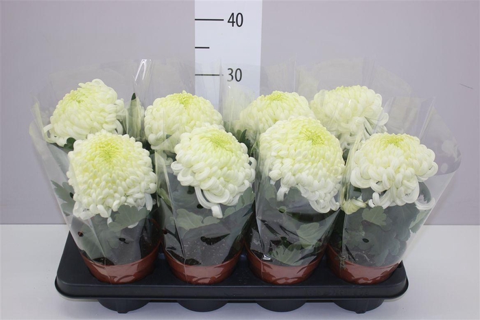 <h4>Chrysanth Vienne White</h4>