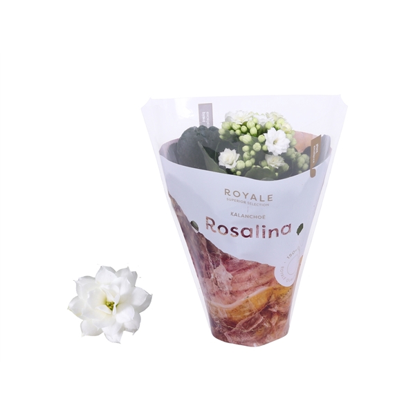 <h4>Kalanchoe Rosalina 07cm Royale Dione wit</h4>