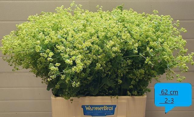 <h4>Alchem M Robustica</h4>