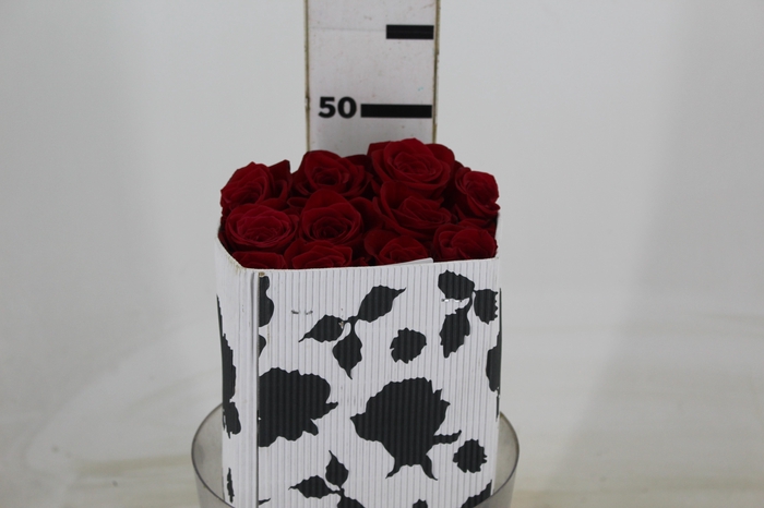 <h4>ROSA VERMELHA FREEDOM 040 IMPORTADA</h4>
