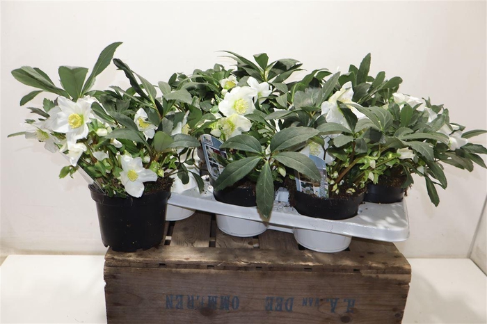 <h4>arr8 Hell N Hilda</h4>