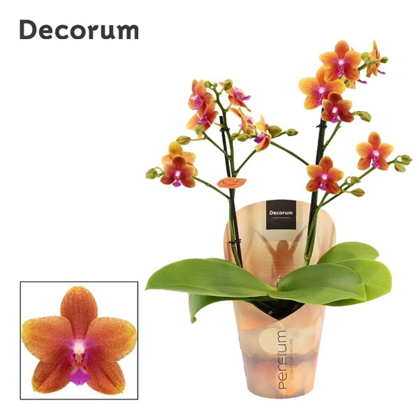 <h4>Phalaenopsis perfíum 2 tak Bolgheri (Decorum)</h4>