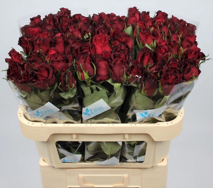 <h4>R GR BURGUNDY</h4>