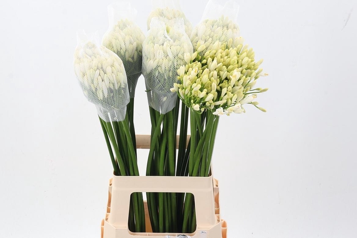 <h4>Agap Gletsjer</h4>