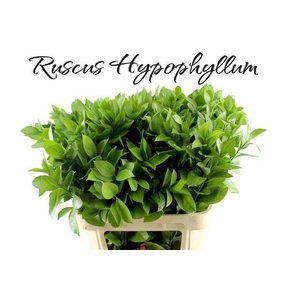 RUSCUS HYPOPHYLLUM
