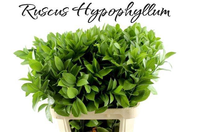 <h4>RUSCUS HYPOPHYLLUM</h4>