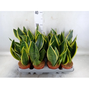 Sansevieria trifa. 'Futura Superba'