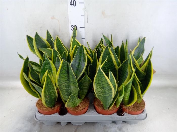<h4>Sansevieria trifa. 'Futura Superba'</h4>