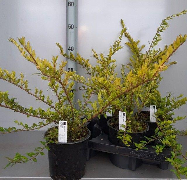 <h4>LON S PILEATA</h4>