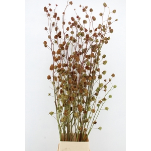 GLYCYRRH YUNNANEN ZD 200CM