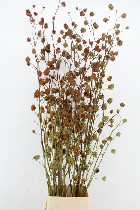 <h4>GLYCYRRH YUNNANEN ZD 200CM</h4>