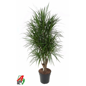 Dracaena Marginata vertakt P31