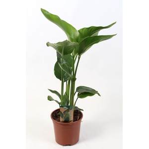 Strelitzia nicolai 15 cm 2 pp