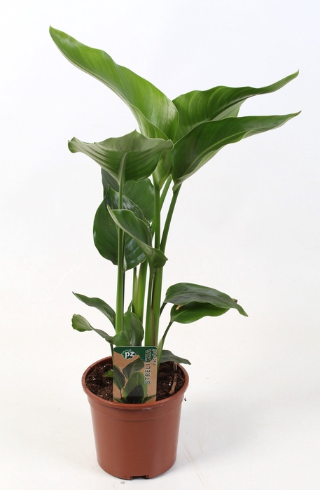 <h4>Strelitzia nicolai 15 cm 2 pp</h4>