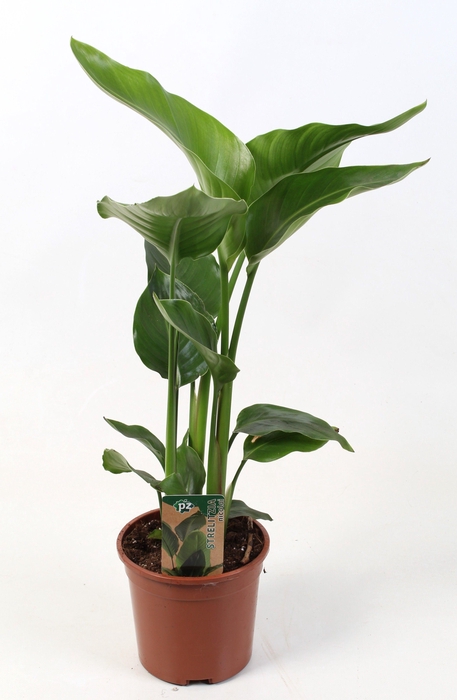 <h4>Strelitzia nicolai 15 cm 2 pp</h4>