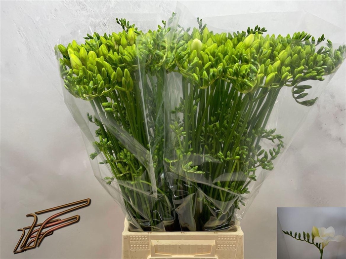 <h4>Fr En White Serenade</h4>