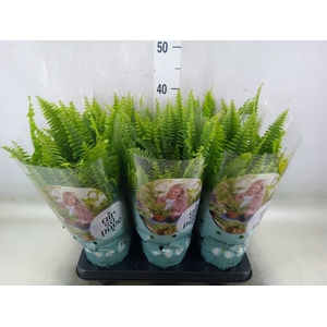 Nephrolepis exal. 'Green Lady'