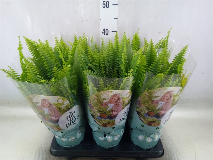 <h4>Nephrolepis exal. 'Green Lady'</h4>