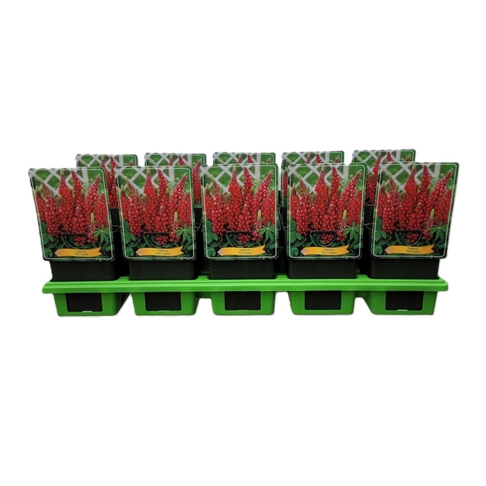 <h4>Lupinus My Castle</h4>