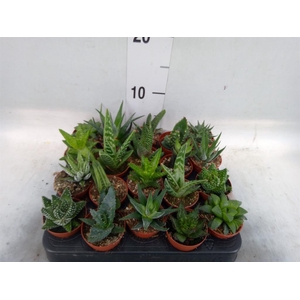 Aloe   ...mix