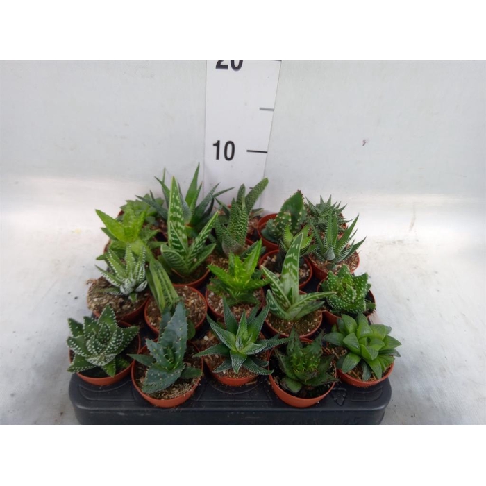 <h4>Aloe   ...mix</h4>
