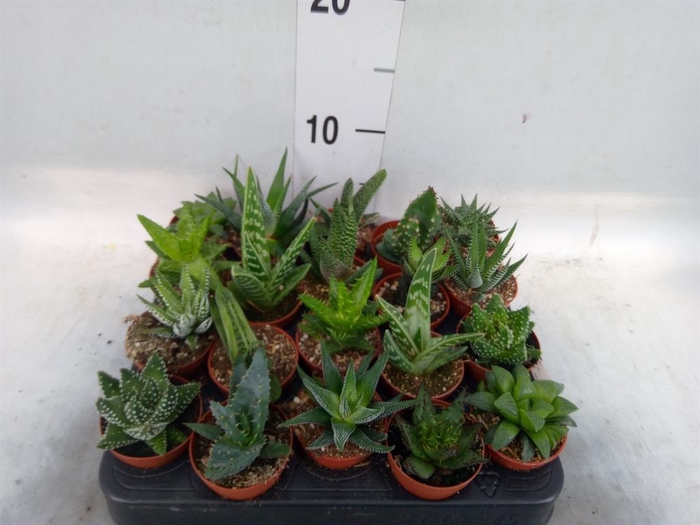 <h4>Aloe   ...mix</h4>