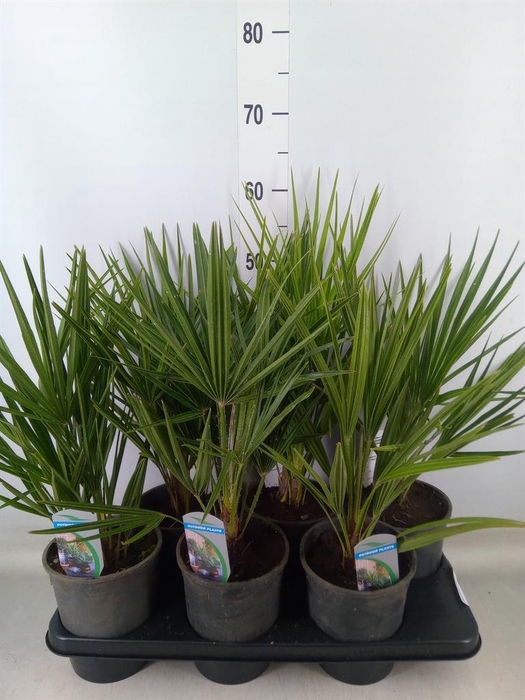 <h4>Chamaerops humilis</h4>