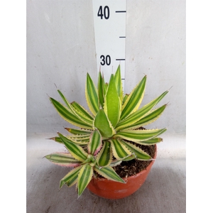 Agave lophantha 'Quadricolor'