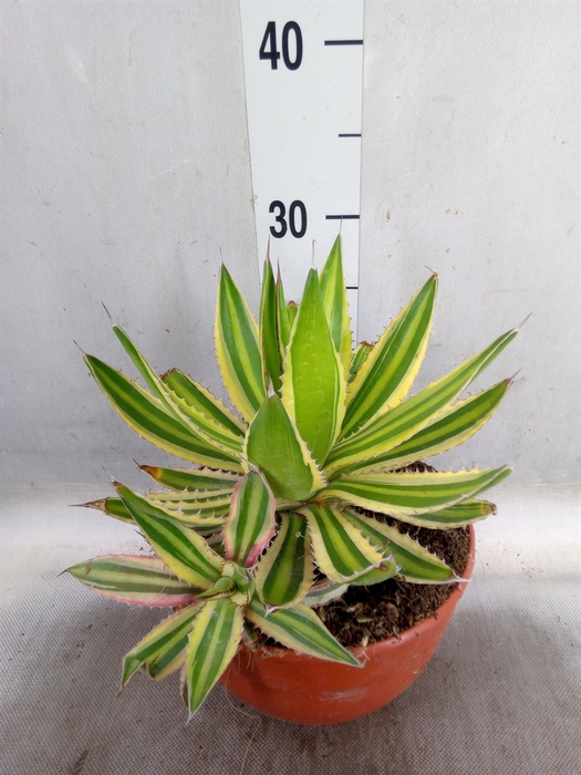 <h4>Agave lophantha 'Quadricolor'</h4>