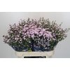Aster Baby Pink Pearl