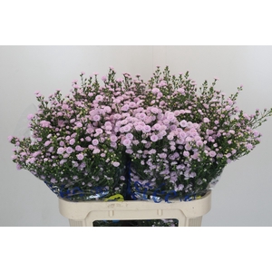 Aster Baby Pink Pearl